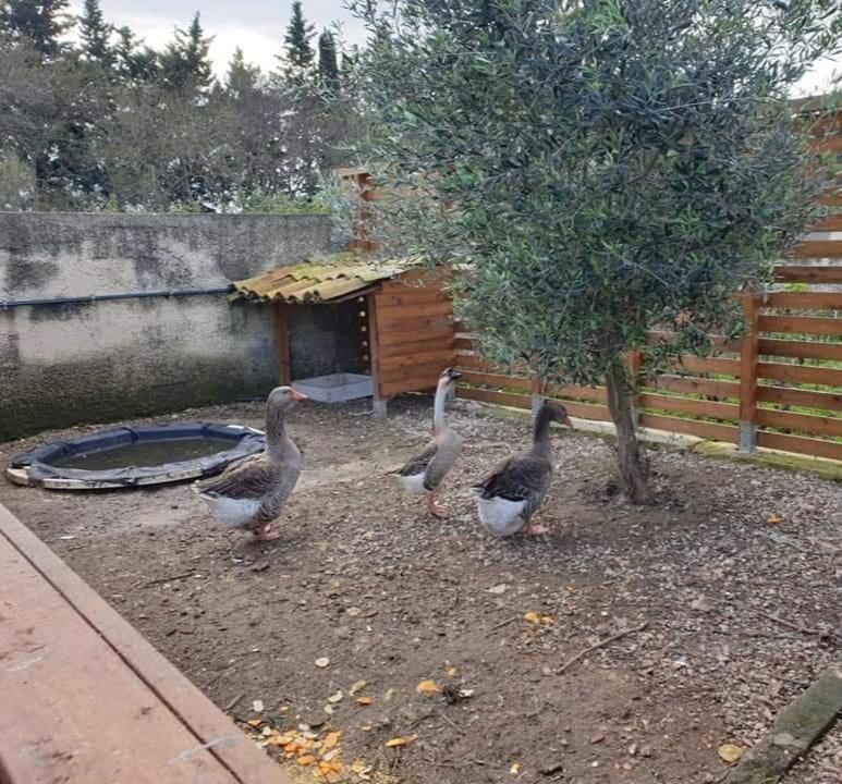 Barbera Con Piscina Syracuse